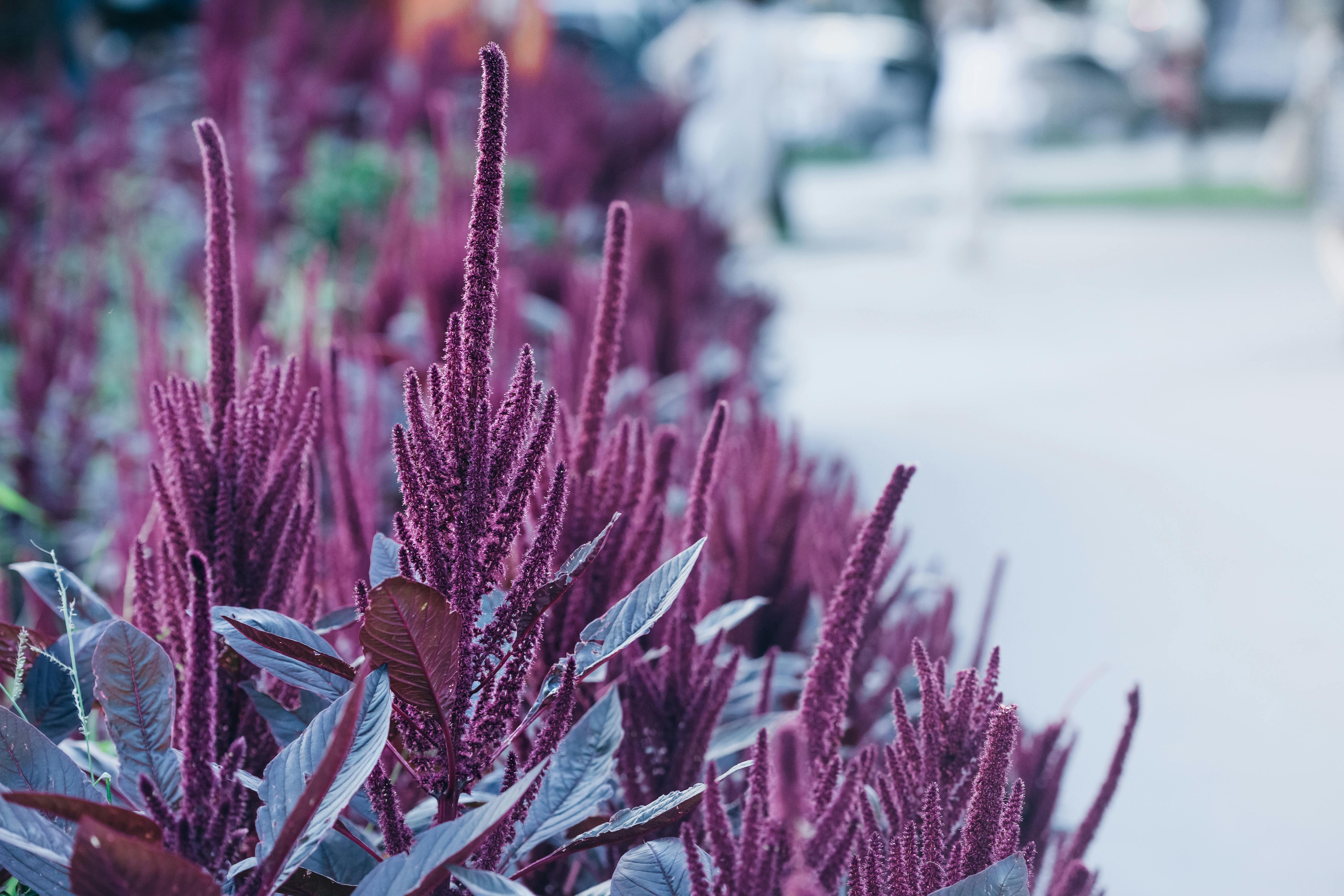 A Landscape Designer’s Favorite Gardening Tools — Photo by Julia Filirovska on Pexels