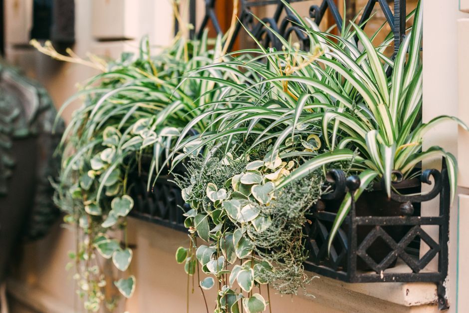 a spider plant in a hanging basket - plants that absorb toxins a spider plant in a hanging basket - plants that absorb toxins