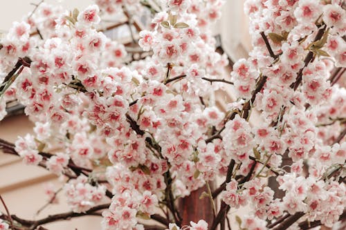 Gratuit Photos gratuites de fermer, fleur, fleur de cerisier Photos