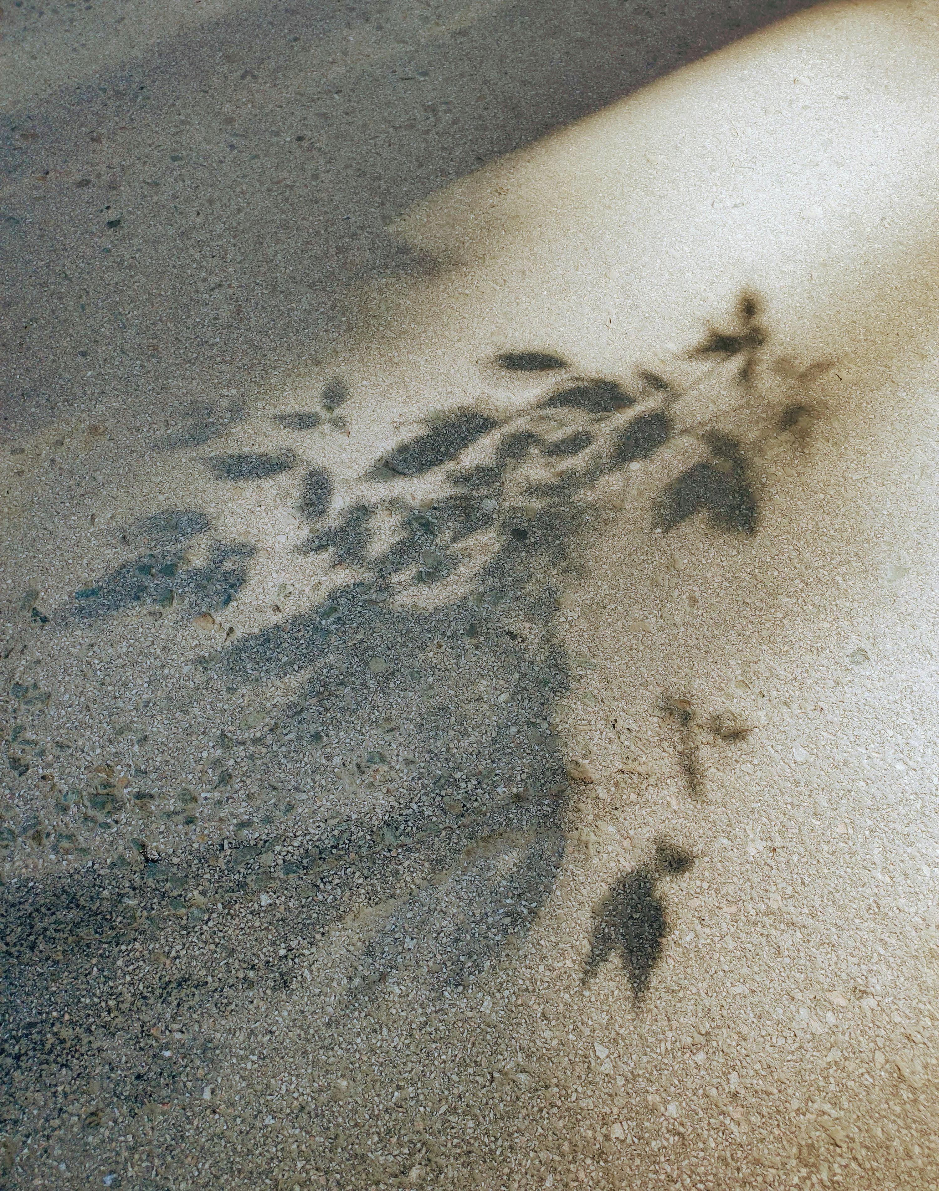 Artistic shadow of a plant on a sandy surface captured during the day.