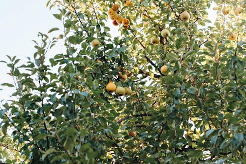 Ripe Fruits Hanging on a Tree