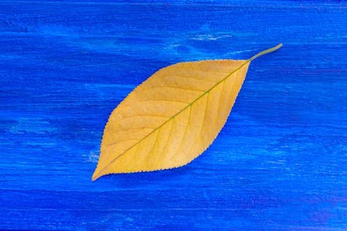 A Yellow Leaf on a Blue Surface