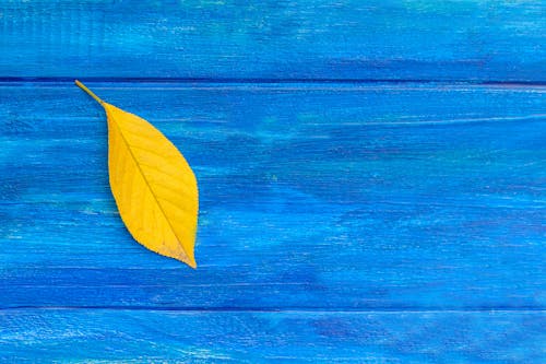 Free A Yellow Leaf on a Blue Surface  Stock Photo