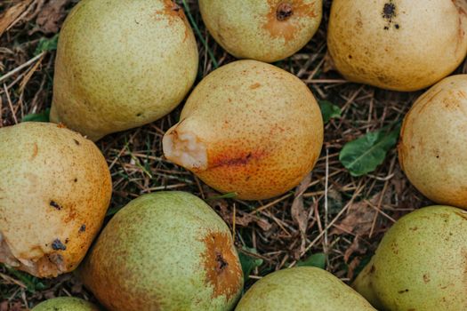 Close-up shot of freshly fallen ripe pears on grass with natural textures.