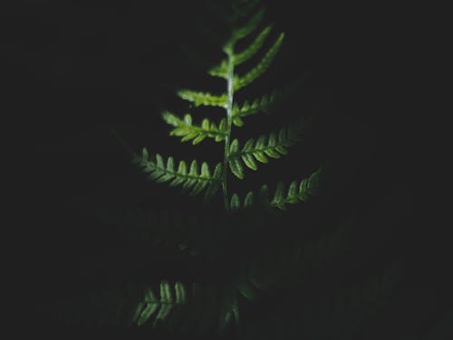 Close-up of a Fern Leaf in the Dark 