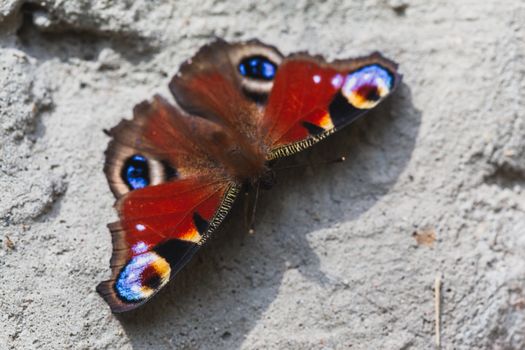 A detailed macro shot of a colorful peacock butterfly resting on a concrete surface.