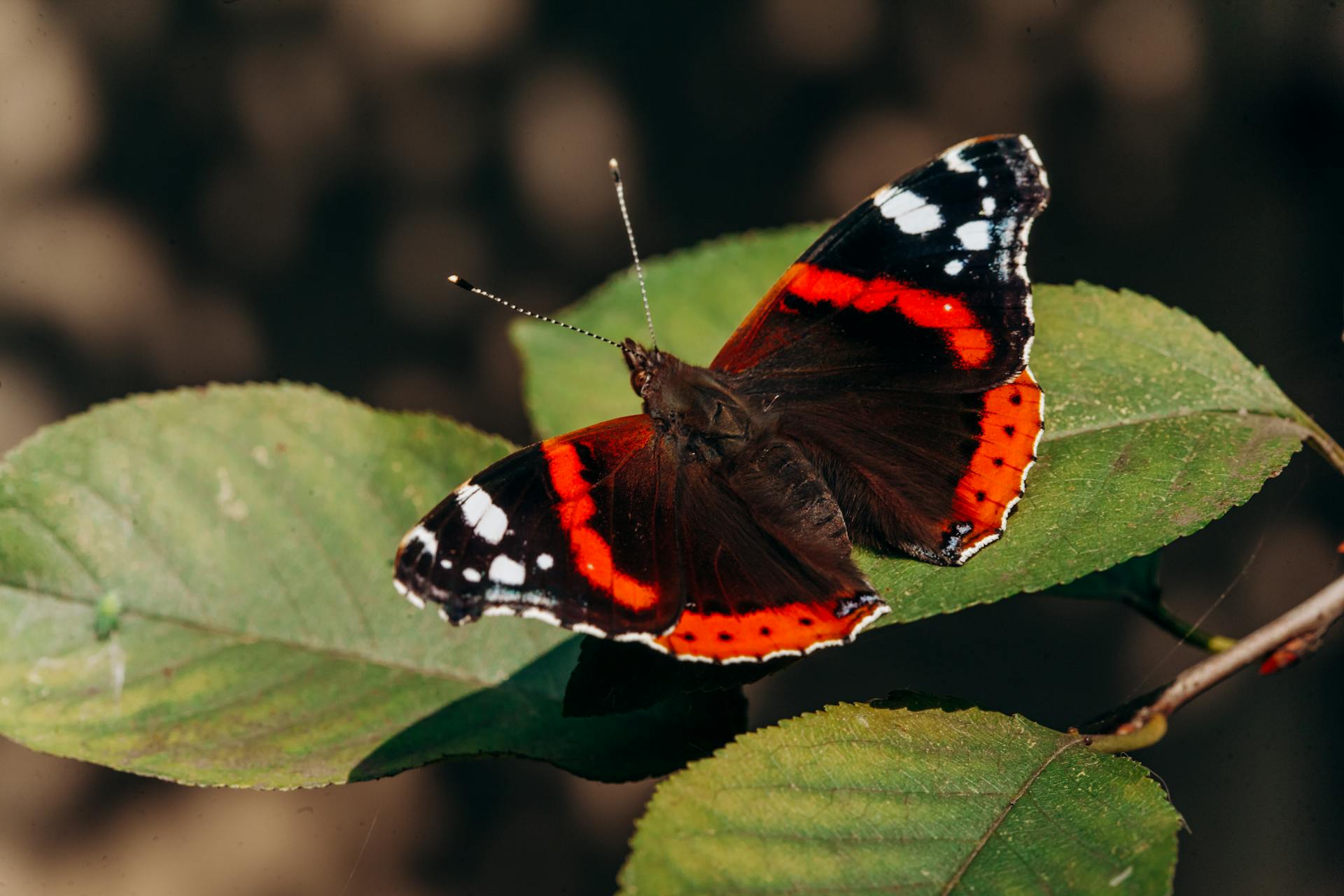 Vibrant Red Admiral Butterfly resting on green leaves in natural sunlight.