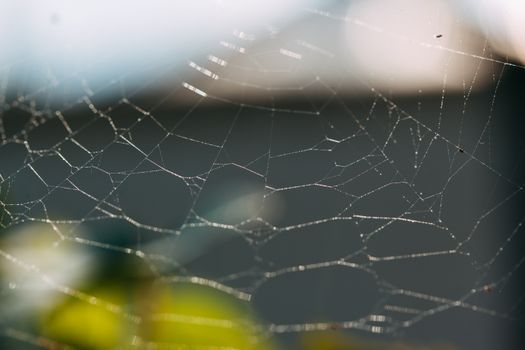 Intricate spider web glistening in natural sunlight, close-up details captured perfectly.