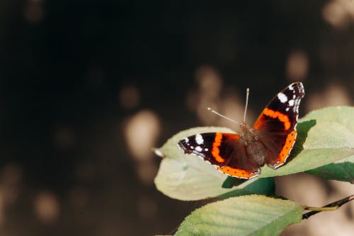 Darmowe zdjęcie z galerii z liście, motyl, natura