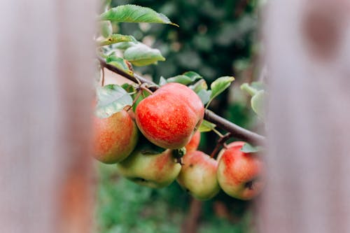 Shallow Focus of Fresh Apples on the Tree Branch