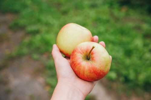 Free Close-up of a hand holding two fresh apples in a green outdoor setting, ideal for health and nature themes. Stock Photo