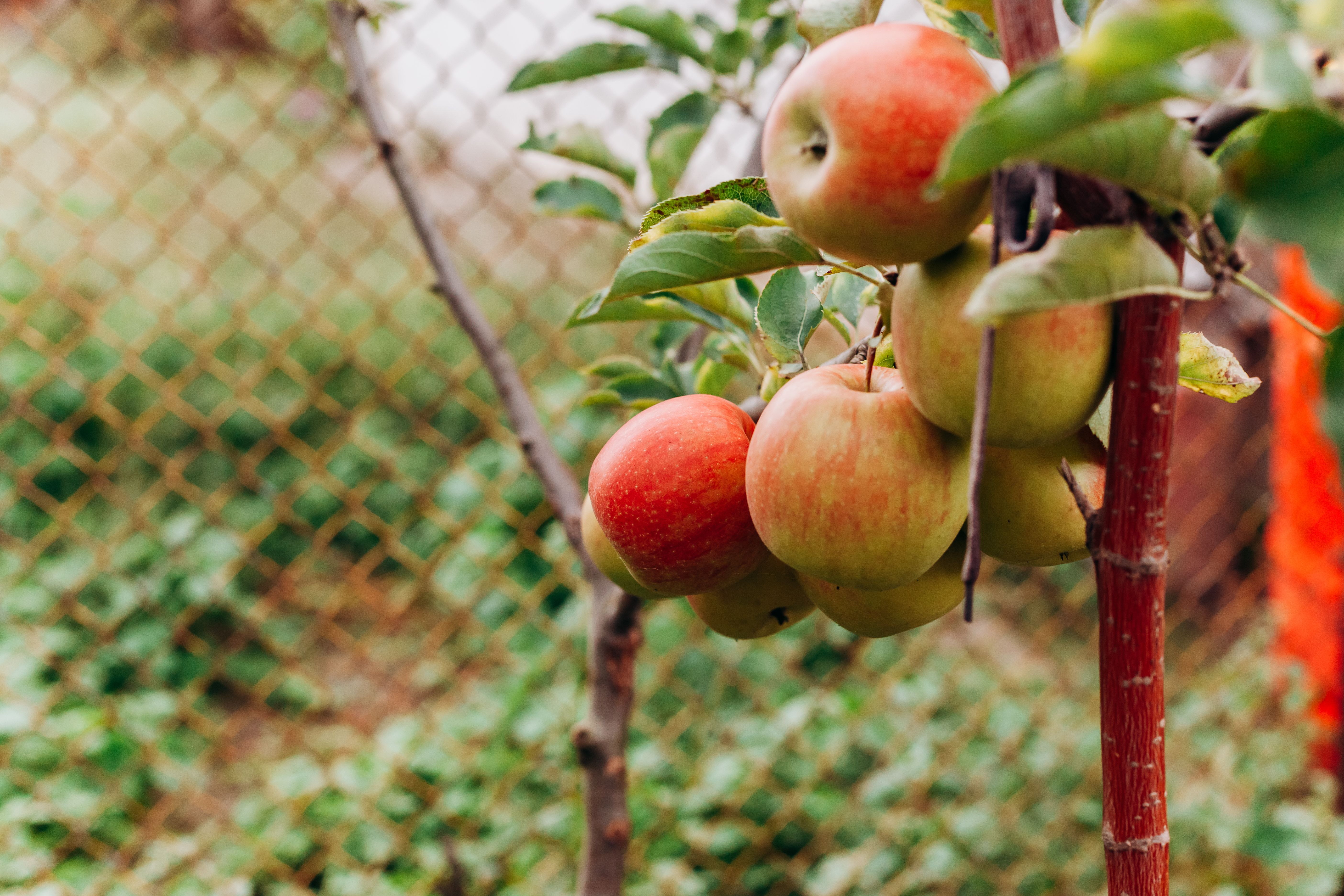 Close-up de maçãs maduras pendendo em um galho, exibindo frutas frescas em um pomar ao ar livre.