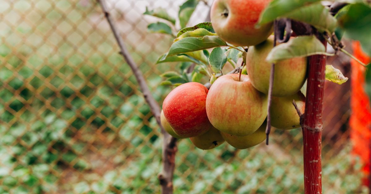 Close-up de maçãs maduras pendendo em um galho, exibindo frutas frescas em um pomar ao ar livre.