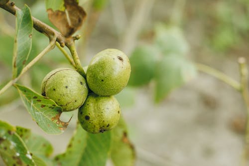 Free Green Fruits Hanging on a Branch Stock Photo