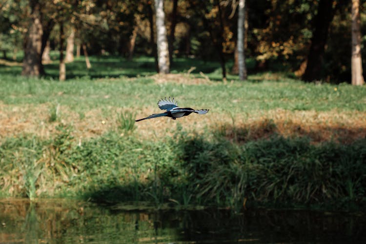 Eurasian Magpie Flying Over The Water
