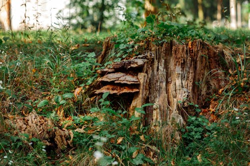 Immagine gratuita di avvicinamento, ceppo di albero