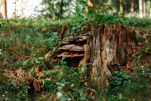 Free Detailed view of a weathered tree stump surrounded by green foliage in a forest clearing, showcasing natural textures. Stock Photo