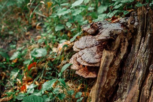 Free Detailed view of fungi growing on a tree stump amidst green foliage in a forest setting. Stock Photo