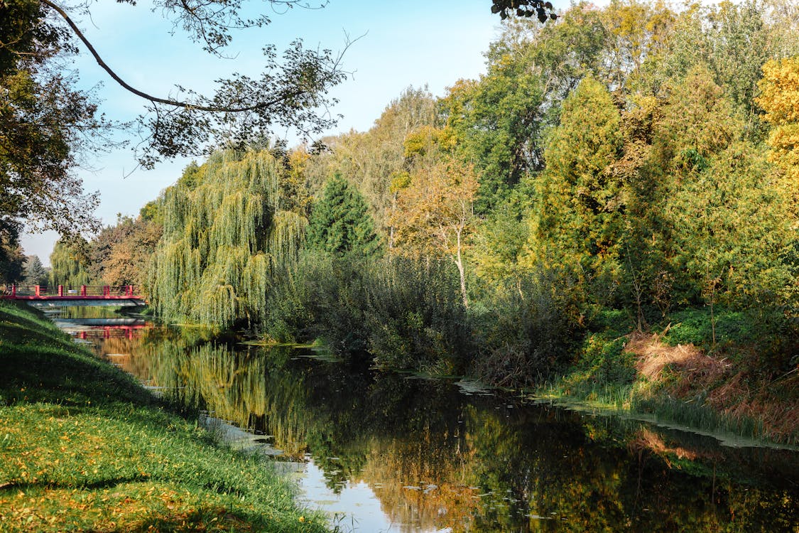 A River with Trees · Free Stock Photo