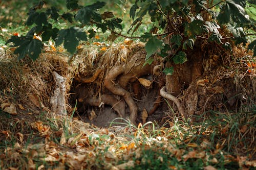 Photos gratuites de arbre, environnement, fermer