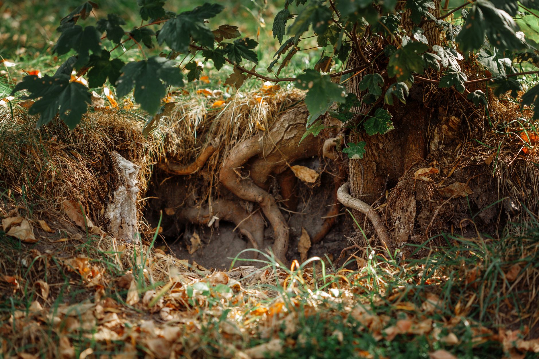 Retraining Shallow Root Systems: Encouraging Deeper, Drought-Resilient Growth in Established In-Ground Trees, Shrubs, and Large Perennials Through Targeted Subsurface Watering and Soil Aeration