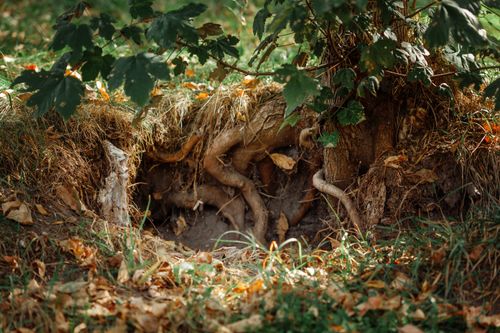 Free A detailed view of tree roots surrounded by grass and leaves, showcasing natural beauty. Stock Photo