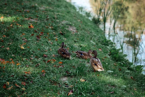 Free Ducks on Green Grass Stock Photo
