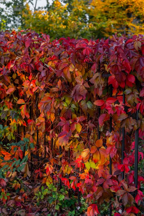Free Beautiful red ivy leaves on a fence during autumn, showcasing vibrant fall colors. Stock Photo