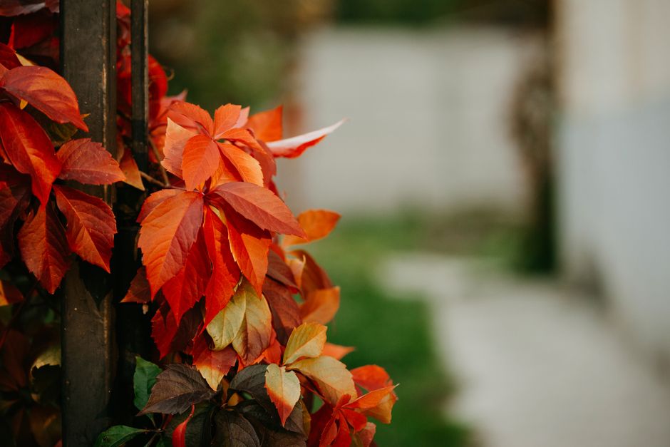 metal garden trellis ideas