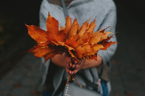 A Person holding Dry Leaves