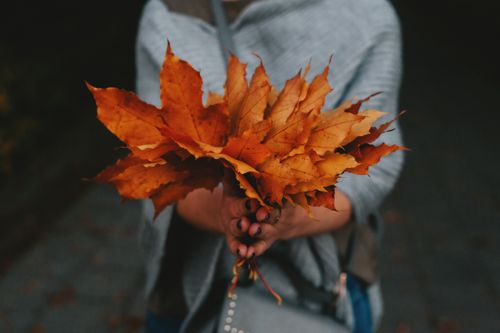 Free Close-up of hands holding a bouquet of vibrant autumn leaves, perfect for fall themes. Stock Photo