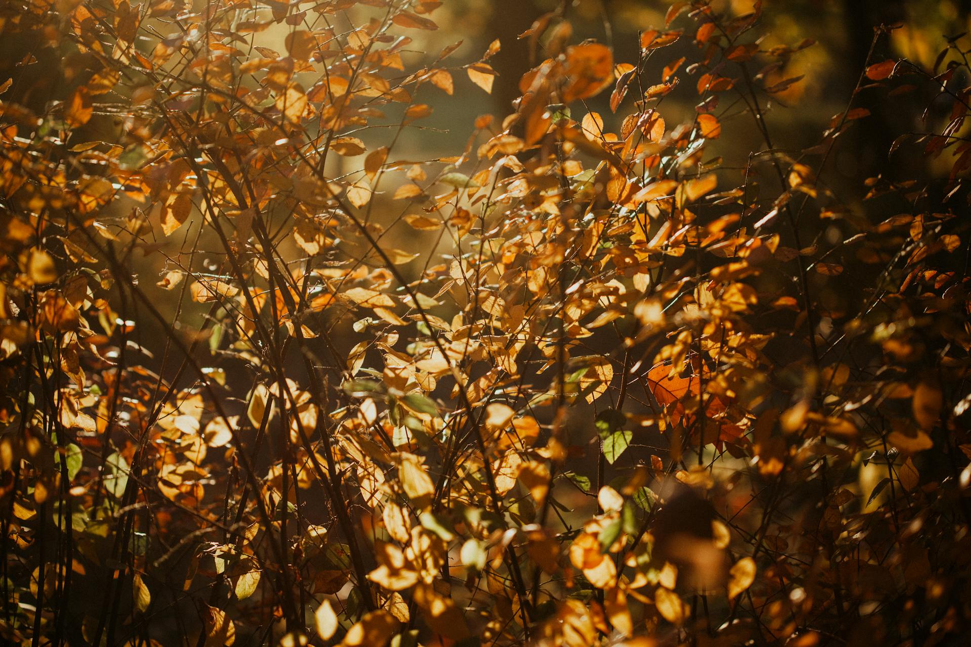 Een rustig uitzicht op herfstbladeren met zonlicht dat door gouden bladeren filtert.