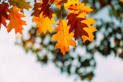 Close-up of colorful autumn leaves on a sunny day with a blurred background.