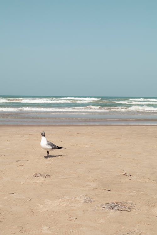 Δωρεάν στοκ φωτογραφιών με Surf, άμμος, ατλαντικός ωκεανός Φωτογραφία από στοκ φωτογραφιών