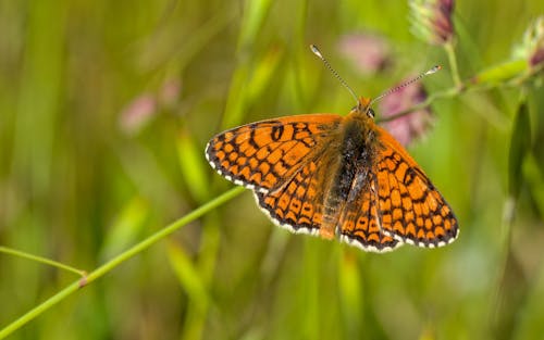 Foto profissional grátis de asas, atraente, borboleta