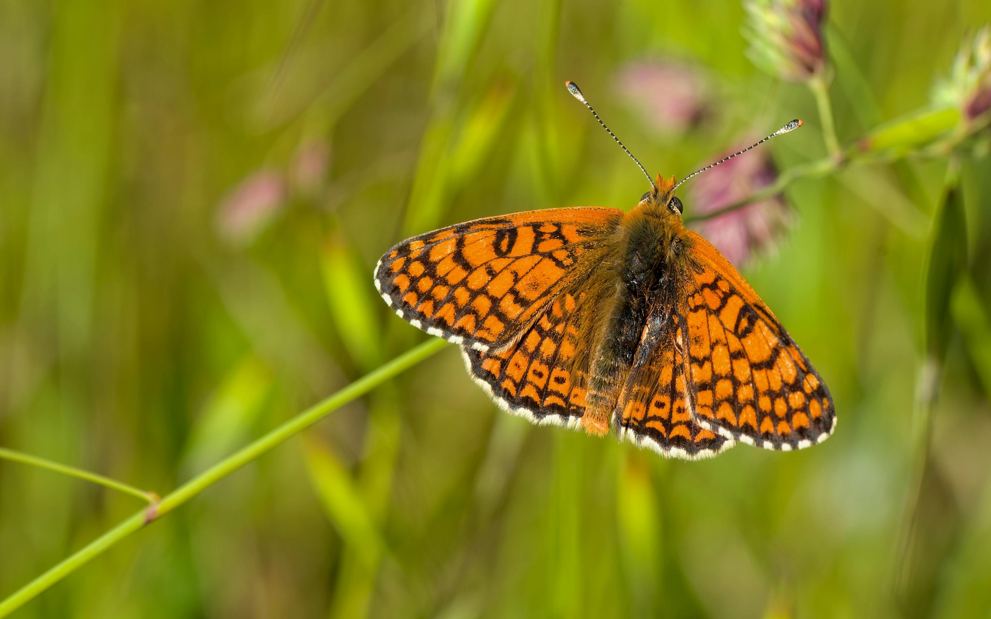 Blue Glassy Tiger Butterfly on a Floor · Free Stock Photo