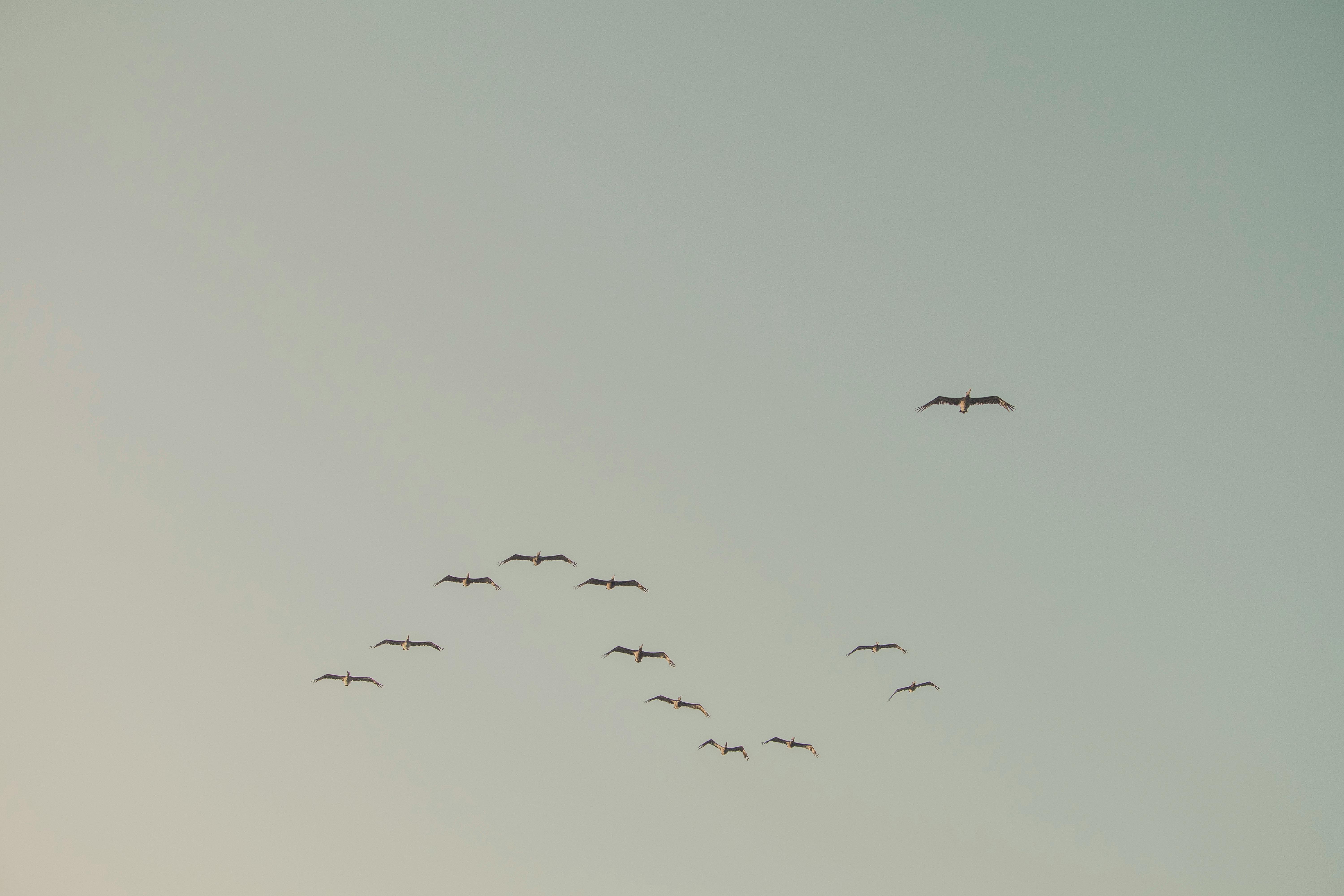 7 Unforgettable Eco-Tours and Wildlife Experiences in South Padre Island Texas