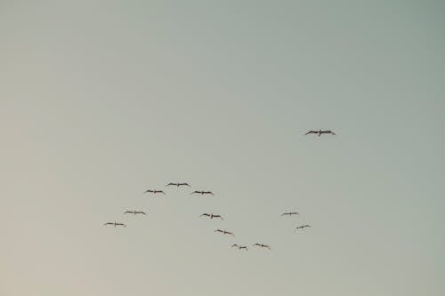 Free A Birds Flying on the Sky Stock Photo