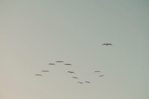 Free A serene image of a flock of birds gracefully flying in formation against a clear blue sky. Stock Photo