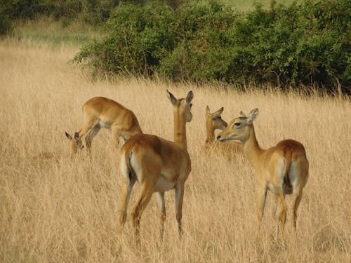 Free Herd of Deer in the Wild Stock Photo