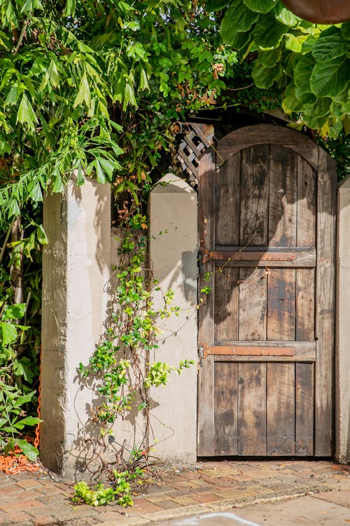 A Wooden Door Near the Green Plants