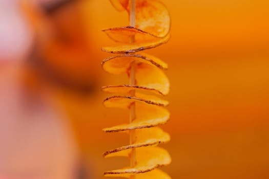 A delicious close-up of a spiral-cut fried potato on a stick against a warm background.