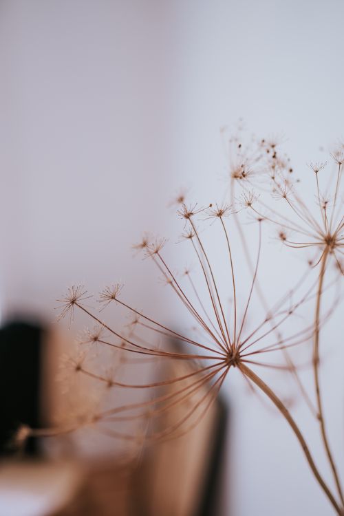 Free Artistic close-up of a dried dandelion indoors with a soft focus background. Stock Photo