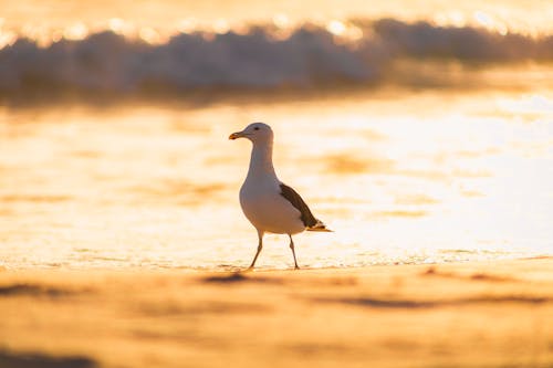 Immagine gratuita di animale, gabbiano, litorale