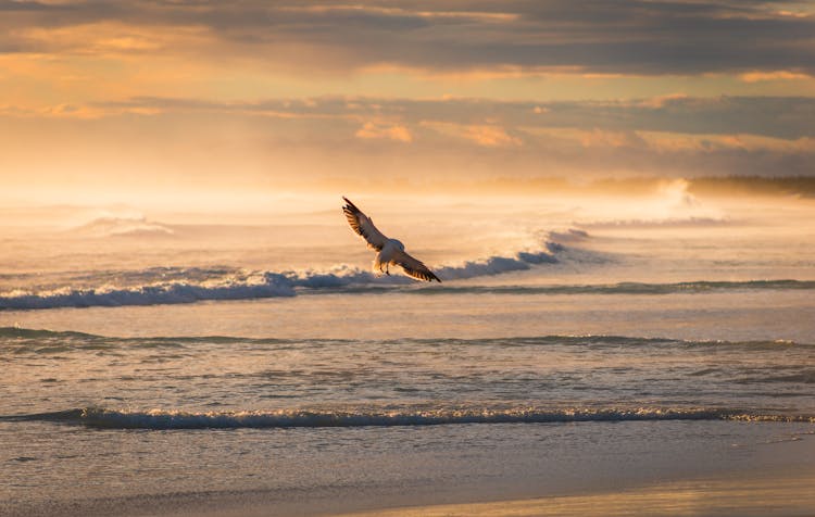 Bird Flying Over Rolling Ocean Waves