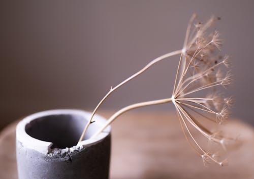 Free Dry Dandelions in Vase Stock Photo