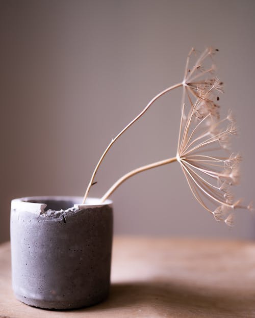Dried Flowers in Gray Pot