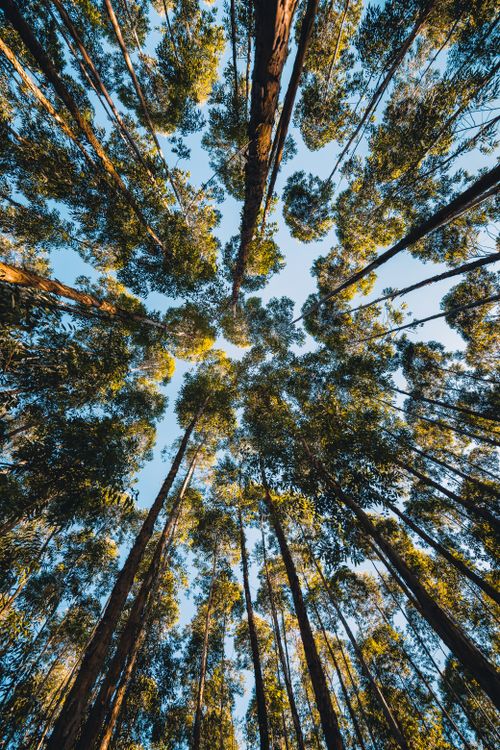 Free Looking up at towering eucalyptus trees with a clear blue sky in Volta Redonda, Brazil. Stock Photo