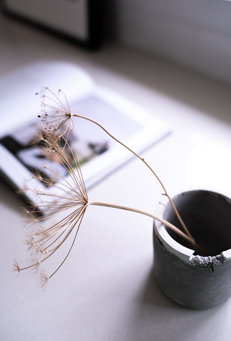 Dried Herbs In Chipped Vase