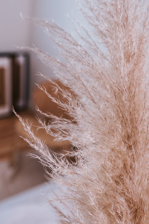 Pampas Grass in Close-Up Photography